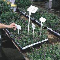 Picture of 2.5 X 4 X 13" WHITE POT DISPLAY STAKE (ANGLED) -  50 per pack