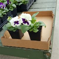Picture for category Shopping Trays