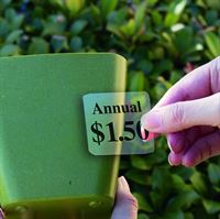Picture for category Clear Thermal Transfer Pressure Sensitive Labels